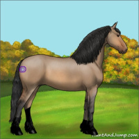 Horse Color:Void Bay Roan Dun 