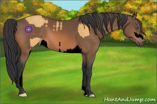 Horse Color:Void Buckskin Roan Sabino Splash  and Void Bay Roan 
