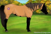 Horse Color:Void Buckskin Splash 