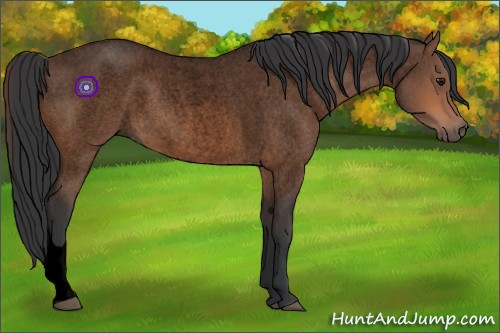 Horse Color:Void Bay Roan 