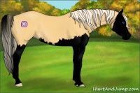 Horse Color:Void Palomino Sabino Splash 