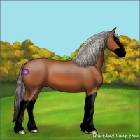 Horse Color:Void Silver Bay Splash 