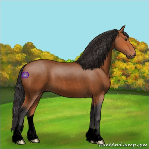 Horse Color:Void Bay Roan 