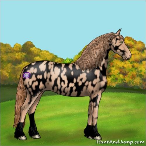 Horse Color:Void Gold Champagne Appaloosa 
