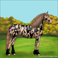 Horse Color:Void Gold Champagne Appaloosa