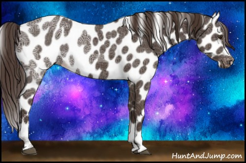 Horse Color:Liver Chestnut Ice Sabino Appaloosa Rabicano 