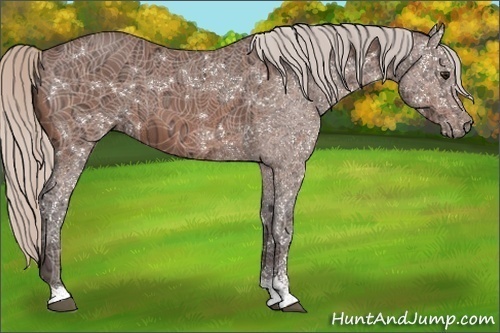 Horse Color:Silver Bay Ice Sabino 
