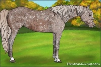 Horse Color:Silver Bay Ice Sabino 
