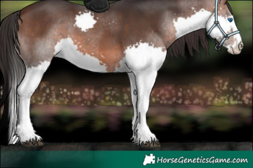 Horse Color:Brown Splash 