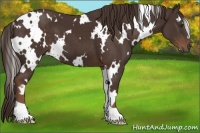 Horse Color:White Spotted Liver Chestnut 