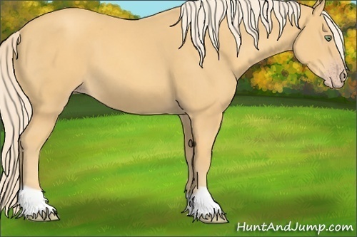Horse Color:Gold Cream Champagne 