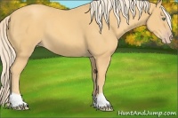 Horse Color:Gold Cream Champagne 