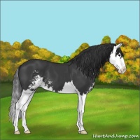 Horse Color:Black Sabino Splash