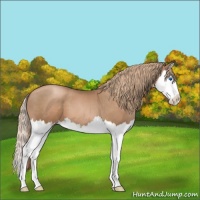 Horse Color:Liver Chestnut Pearl Sabino Splash 
