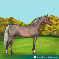 Horse Color:Silver Brown Roan Sabino Rabicano 