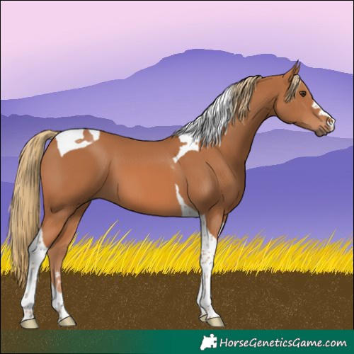 Horse Color:Chestnut Tobiano 