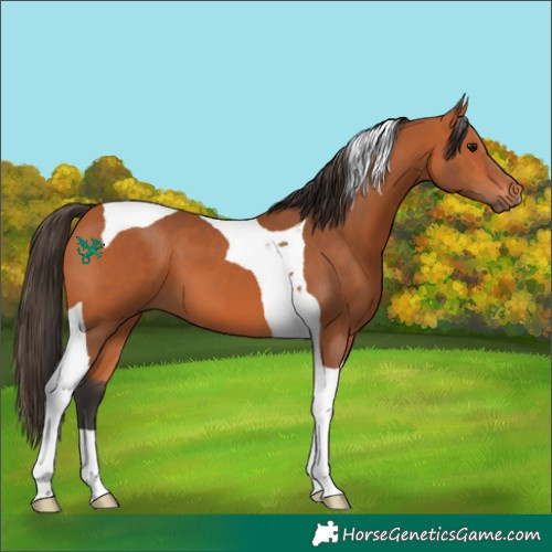 Horse Color:Bay Tobiano 