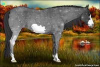 Horse Color:Blue Roan Frame 