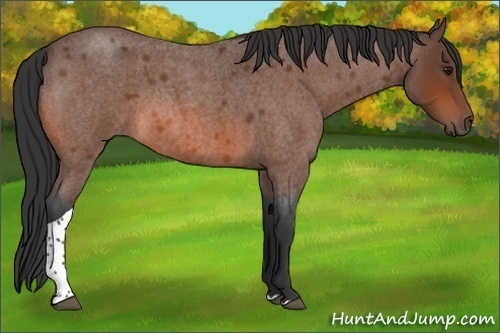 Horse Color:Bay Roan Tobiano 