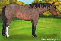 Horse Color:Bay Roan Tobiano 
