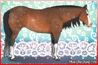 Horse Color:Bay Splash 