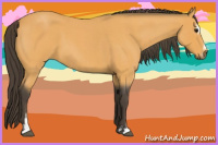 Horse Color:Buckskin Roan Sabino 