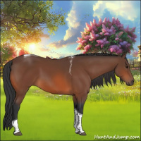 Horse Color:Bay Sabino Tobiano 