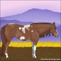Horse Color:Chestnut Tobiano Frame Rabicano 