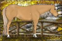 Horse Color:Palomino Tobiano 
