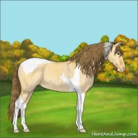 Horse Color:Buckskin Dun Tobiano Appaloosa