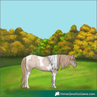 Horse Color:Black Pearl Tobiano Appaloosa 