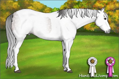 Horse Color:Gray Bay Splash Tobiano 