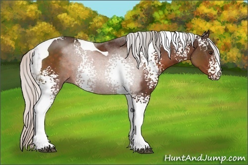 Horse Color:White Spotted Silver Brown Tobiano