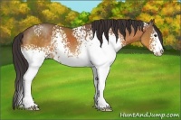 Horse Color:White Spotted Buckskin Sabino 