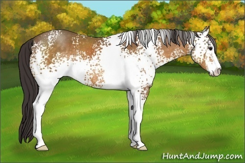 Horse Color:White Spotted Buckskin Sabino 