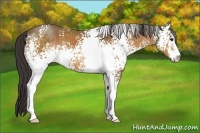Horse Color:White Spotted Buckskin Sabino