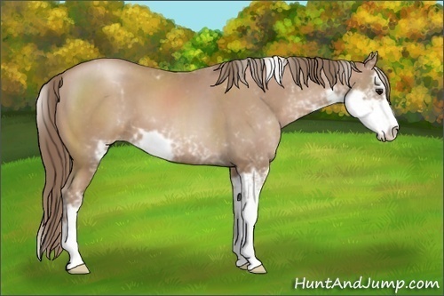Horse Color:Black Pearl Sabino
