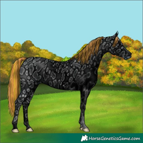 Horse Color:ERROR: UNKNOWN ANOMALY