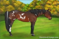Horse Color:White Spotted Brown Rabicano 