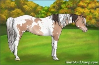 Horse Color:White Spotted Sable Champagne Tobiano