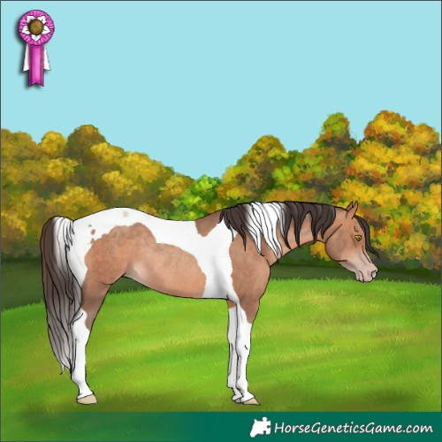 Horse Color:Amber Champagne Tobiano Rabicano