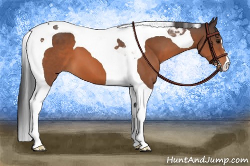 Horse Color:Bay Tobiano 