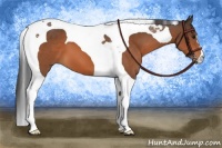 Horse Color:Bay Tobiano
