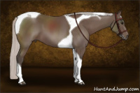 Horse Color:Silver Black Tobiano 