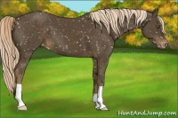 Horse Color:Chocolate Palomino Appaloosa 