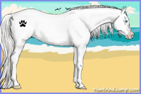 Horse Color:Cremello Appaloosa 