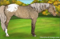 Horse Color:Silver Buckskin Dun Appaloosa 
