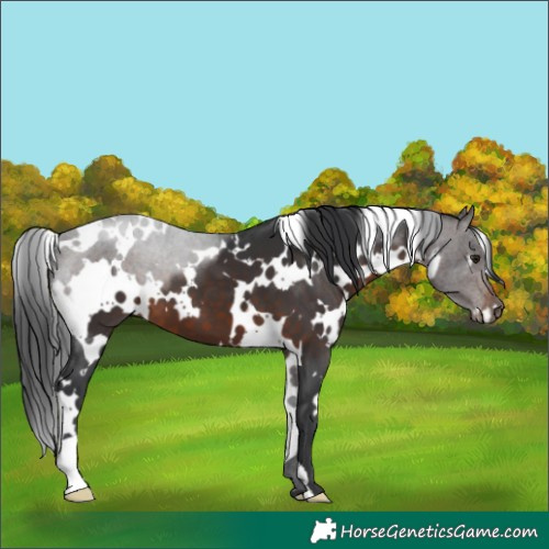 Horse Color:White Spotted Brown