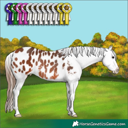 Horse Color:Bay Appaloosa Rabicano