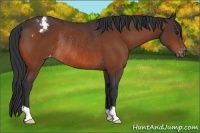 Horse Color:Brown Appaloosa Rabicano 